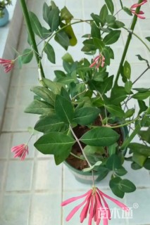 40厘米红金银花
