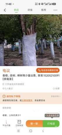 30公分香樟