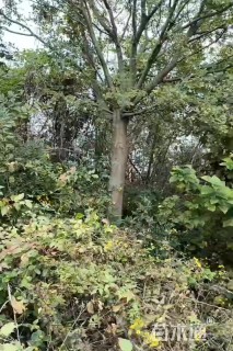 23公分朴树