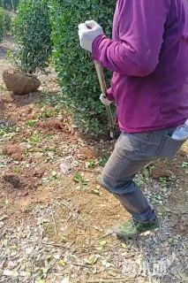 高度100厘米大叶黄杨柱