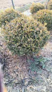 冠幅200厘米瓜子黄杨球