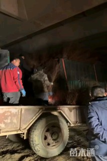 高度80厘米珍珠绣线菊