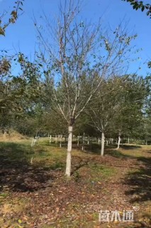 15公分高杆早樱