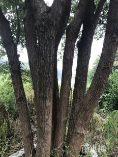 130公分香樟