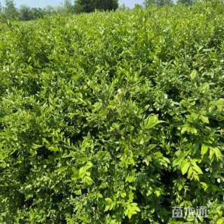 高度30厘米水蜡