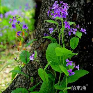 高度20厘米二月兰