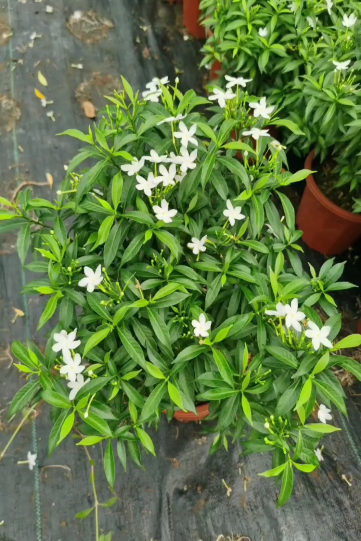 高度30厘米珍珠狗牙花