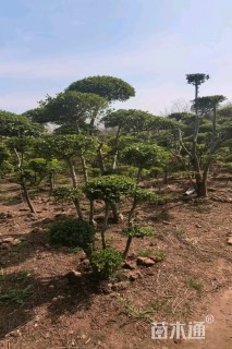 5公分造型小叶女贞