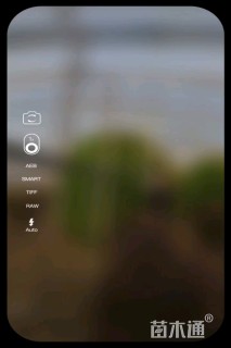 高度270厘米黄杨