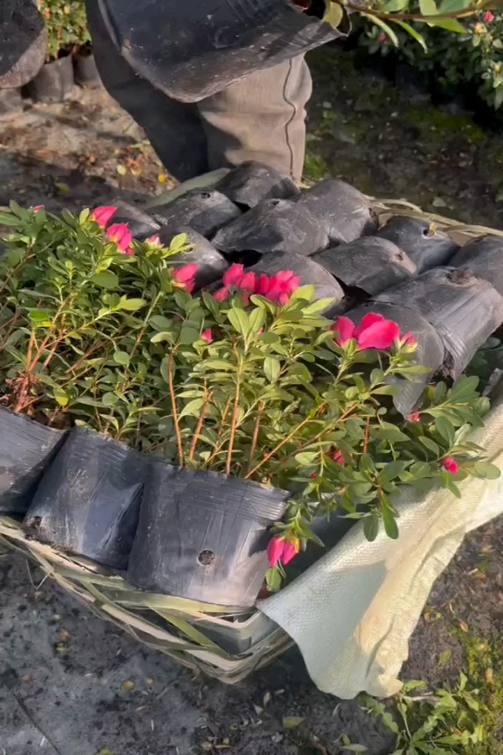 高度30厘米西洋杜鹃