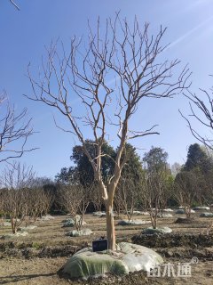 20公分紫薇