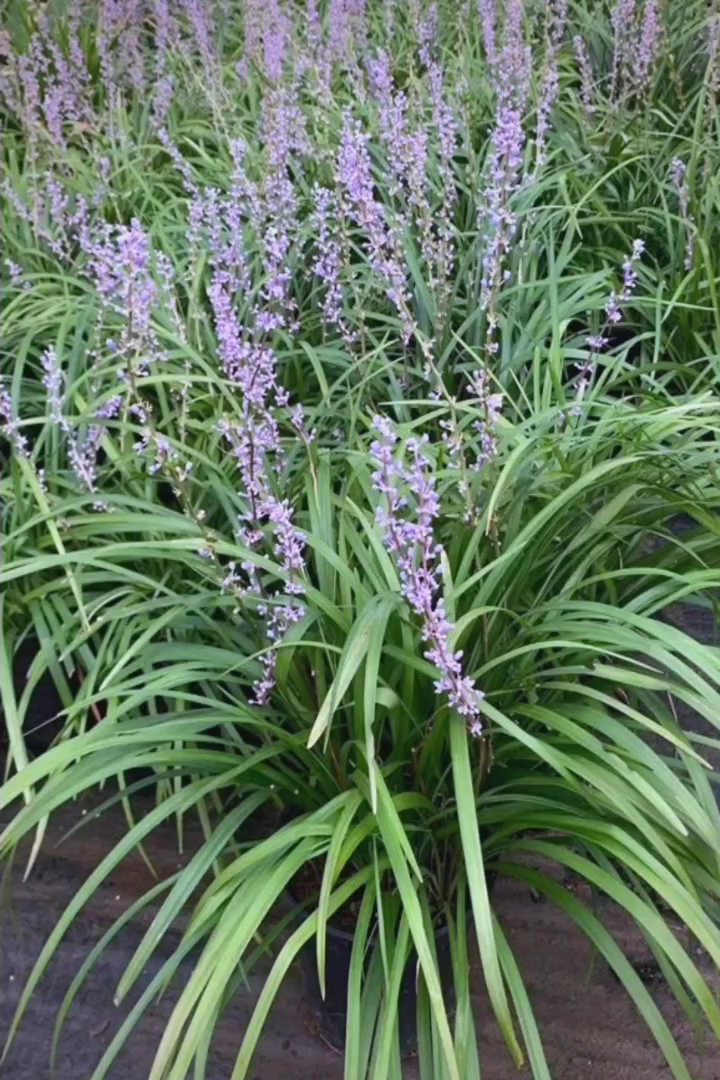 高度10厘米兰花三七草