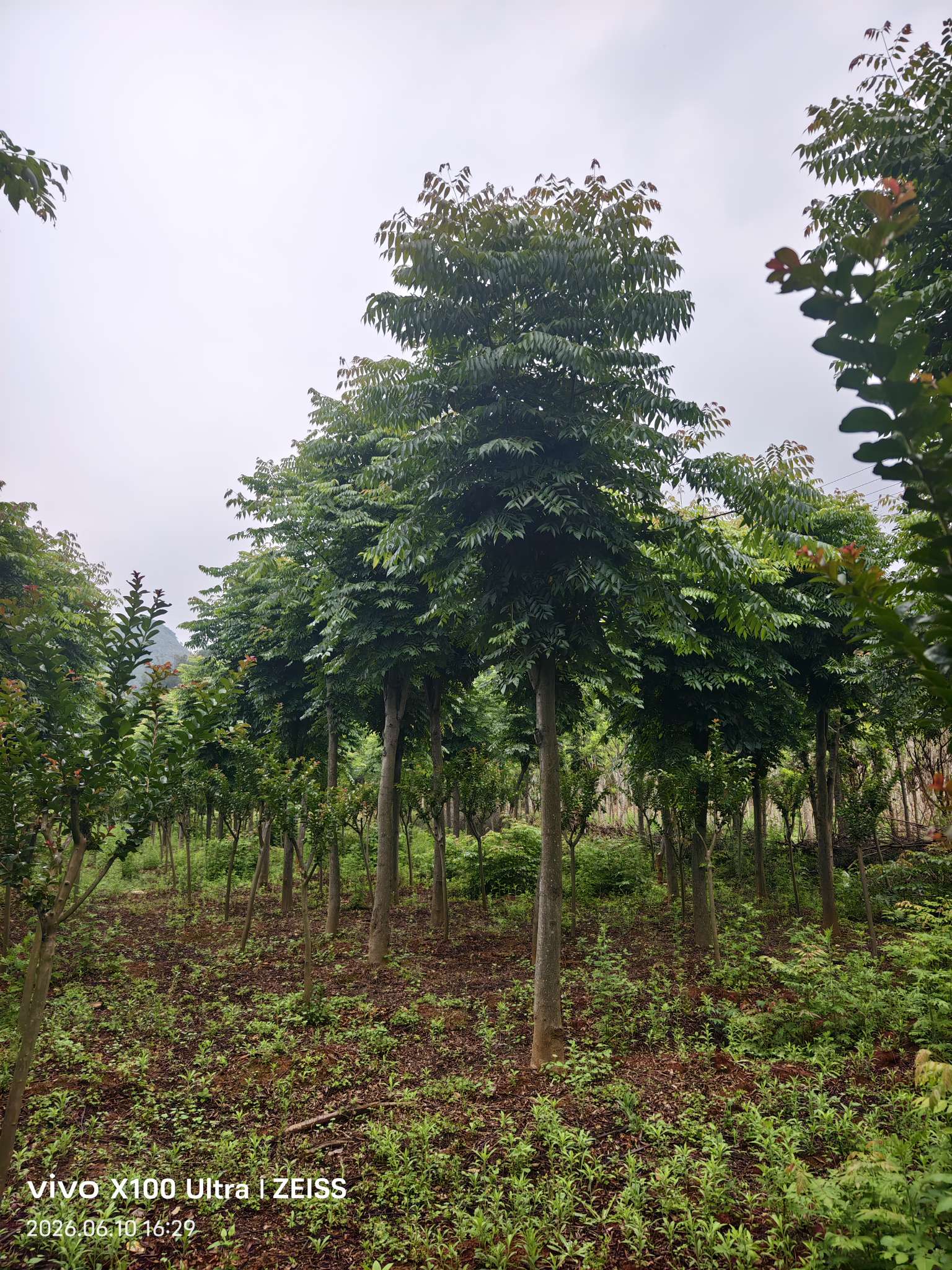 13公分栾树