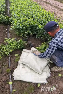 高度45厘米大叶栀子小苗