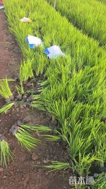 高度20厘米黄菖蒲