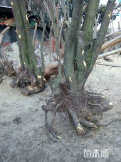 高度100厘米金弹子