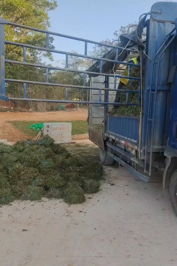 大叶油草