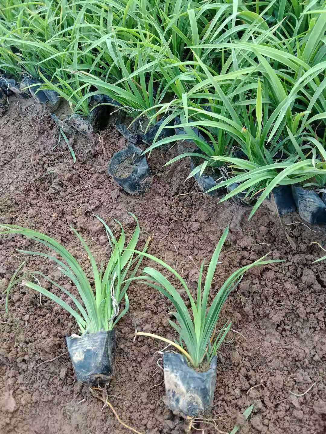 高度20厘米大花萱草