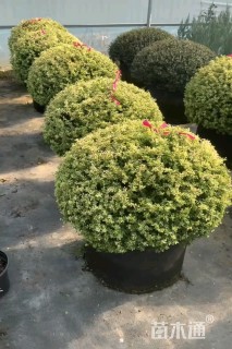 高度100厘米小丑火棘球
