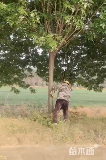 12公分白蜡