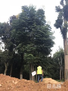70公分丛生栾树