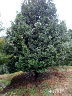 高度600厘米茶花