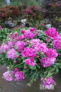 各种花树，果树