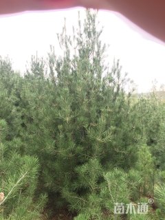 高度400厘米白皮松
