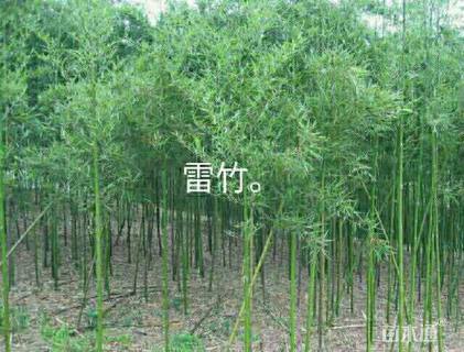 2公分雷竹