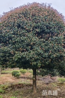 20公分高杆桂花