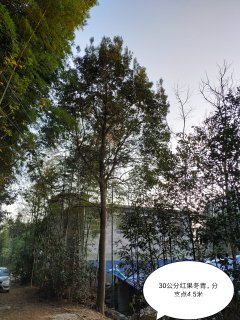 28公分红果冬青