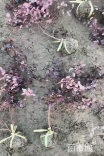 高度30厘米红花继木小苗