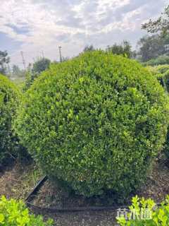 冠幅200厘米金冠女贞球