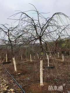 12公分垂枝樱花