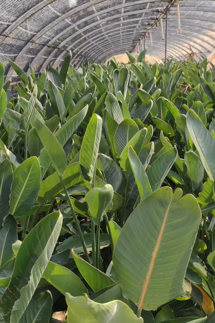 高度100厘米鹤望兰