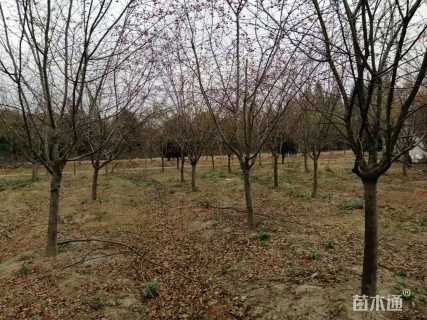 12公分北美海棠