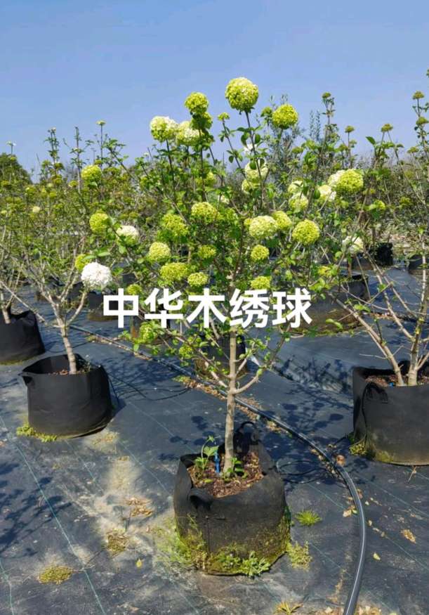 高度150厘米中华木绣球