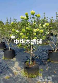 高度150厘米中华木绣球