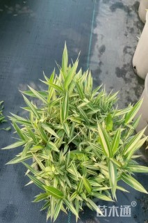 大桶苗菲白竹