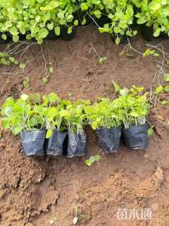 高度10厘米二月兰