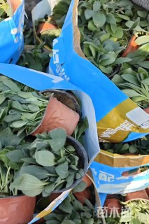 高度20厘米金光菊