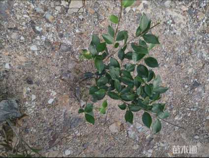 高度25厘米茶梅