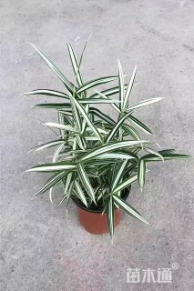 大杯苗菲白竹