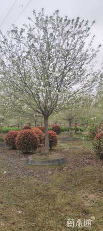 18公分高杆早樱