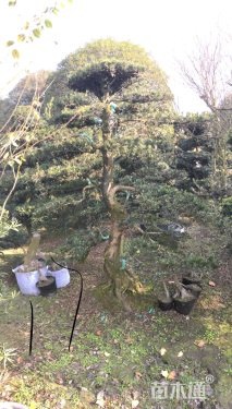 300厘米造型罗汉松