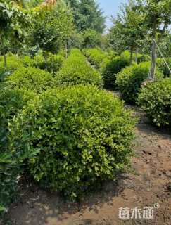 冠幅60厘米瓜子黄杨球