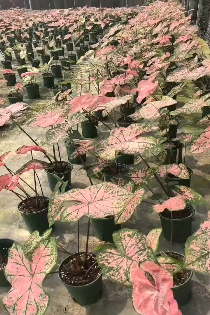 高度20厘米彩叶芋