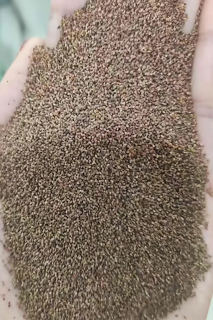 毛地黄种子