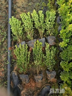 高度35厘米瓜子黄杨小苗