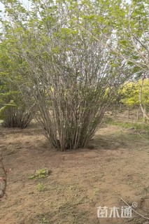 高度400厘米丛生紫荆